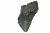 Partial Fossil Megalodon Tooth - South Carolina #148716-1